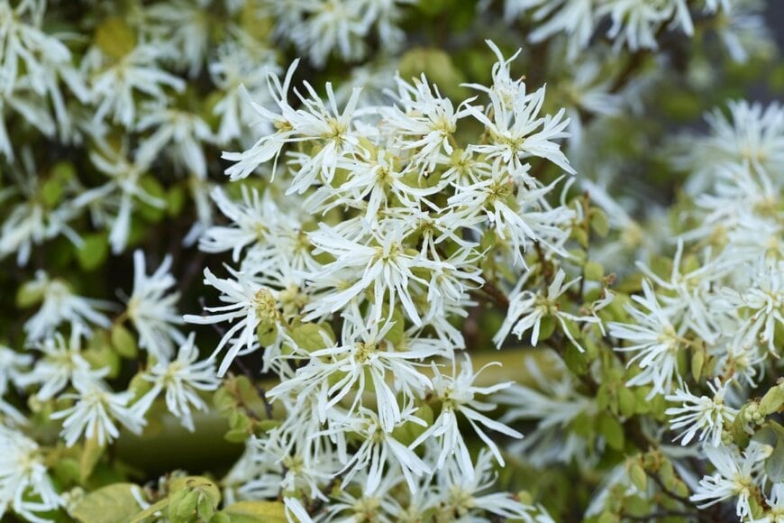 白い花を咲かせている、トキワマンサク。葉は淡い緑色