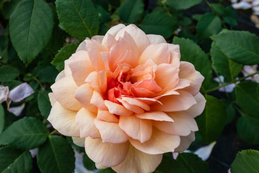 グレイスの花が1輪咲いている。花の色はサーモンピンク。