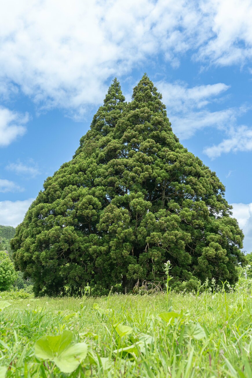 山形県の小杉の大杉にある「トトロの木」
