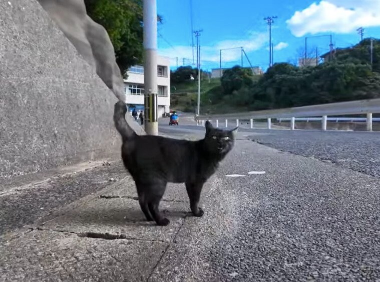 こっちを見る顔