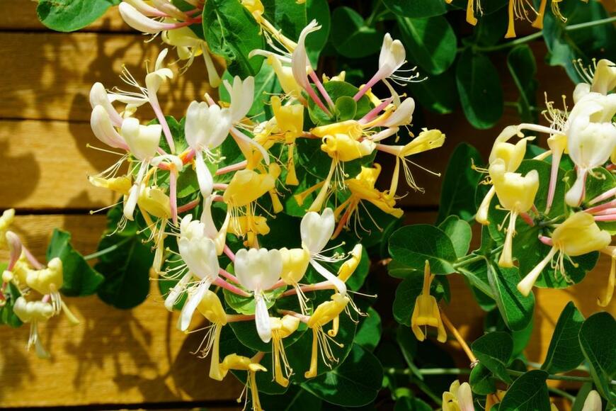 壁一面に成長したハニーサックルがキレイに咲いている様子