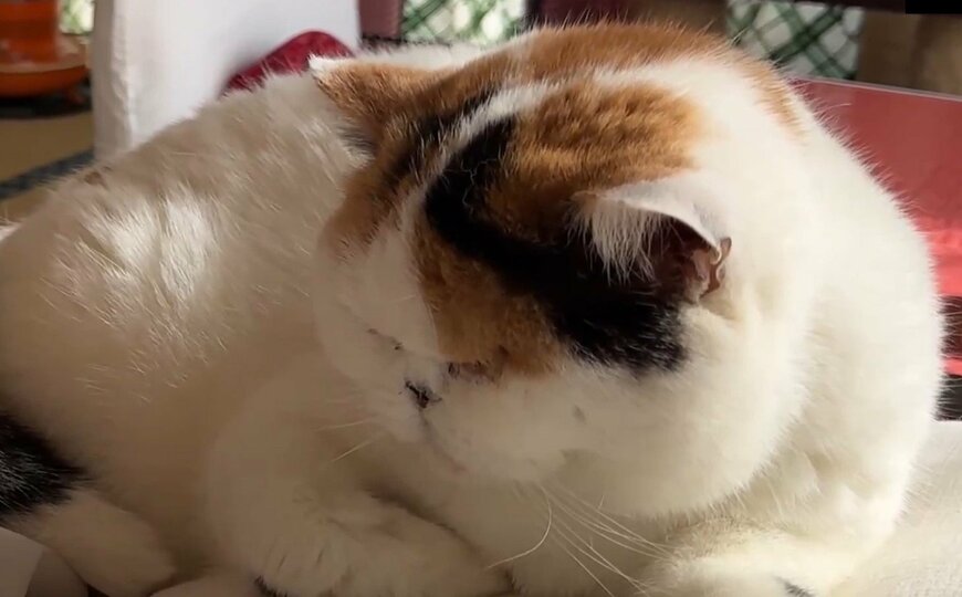 代わって欲しい猫。