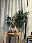 ただ観葉植物の前にいるだけの猫ちゃんが話題！思わず拝みたくなる姿に「神々しい」　