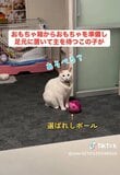 自分でおもちゃを準備する猫ちゃん→おもちゃへのこだわりの強さに「クセが強い」など反響！
