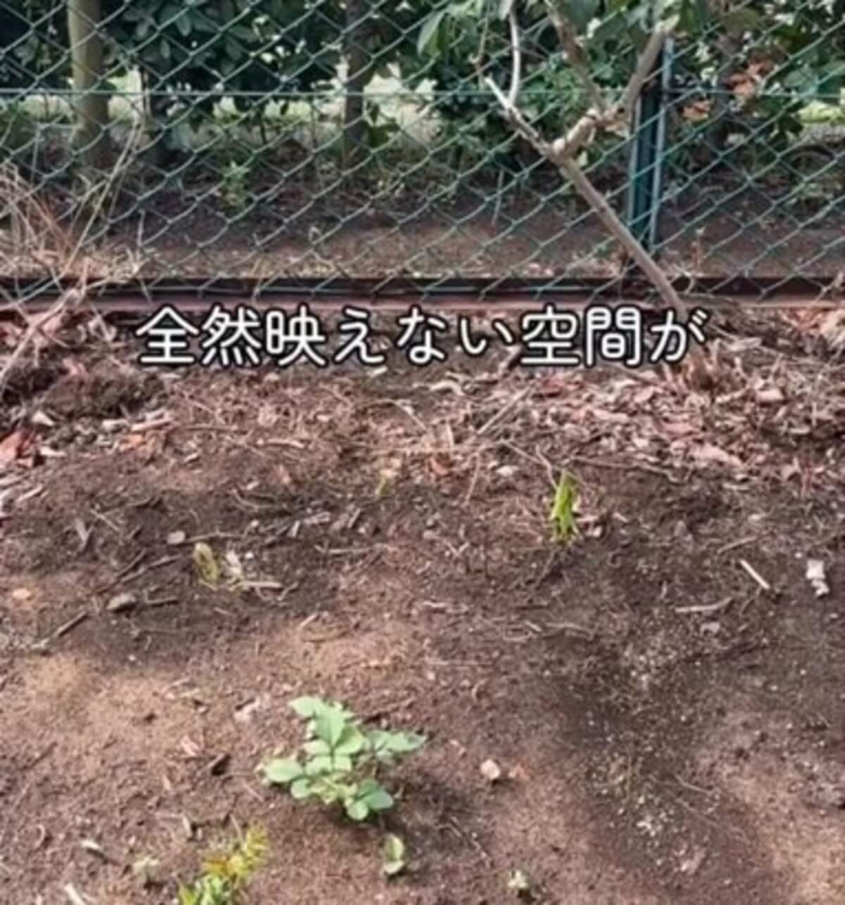 DIYでガーデニング空間を華やかに！
