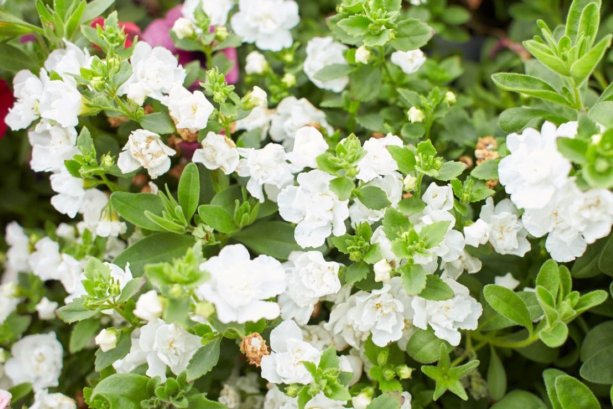 ガーデニング】新緑に映える！ホワイトの花が美しい多年草＆一年草