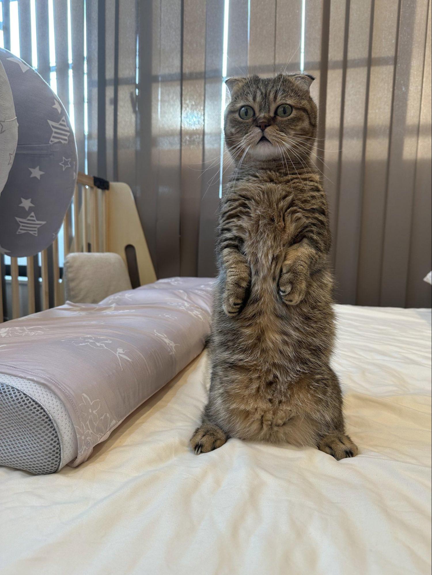 写真 | ドヤ顔で仁王立ちする猫「そのうちジョジョ立ちしそう」と話題に!ペットの不妊・去勢手術についても解説 犬猫の不妊・去勢手術についてご ...