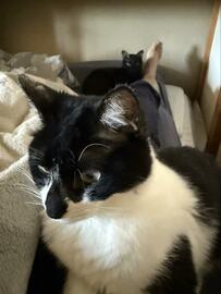 3匹の猫に囲まれる朝　思わず欠勤したくなる光景に反響