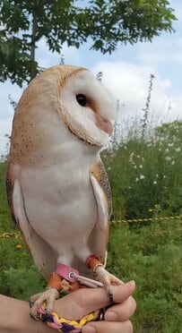 【お散歩するフクロウ】飼い主さんの手に乗ってお外へ！気持ちよさそうな姿にニッコリ