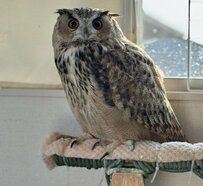 【お家でフクロウカフェ】2羽のフクロウとゆったり過ごすひと時！複数のフクロウを飼う特権に羨む人が続出！