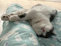 【猫全開！】癒し系猫さんが狂っちゃうほど大好きなモノとは？夢中すぎる姿に2万6000回表示！