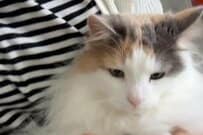 【爪切りをされる猫ちゃん】我慢しているのかと思いきや→「まさかの表情」にジワってしまう