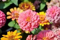 【センスのいい夏の寄せ植え】主役は初夏～晩秋ずっと咲くジニア！相性抜群の暑さに強い植物6選