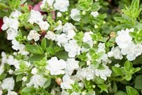 【ガーデニング】新緑に映える！ホワイトの花が美しい多年草＆一年草おすすめ8選