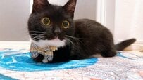 【同じ猫ちゃんです】キュートなリボン姿から、驚きのかっこいい姿まで？！二度見必至なポーズが大人気