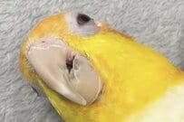「ある物体に降参したインコ」の様子に思わず二度見　可愛い降参姿に「笑っちゃいました」