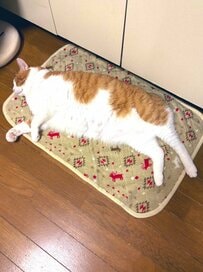 【1万いいね】キャットタワーに“ギリ収まる猫”が話題！意外な光景に思わず目を疑う