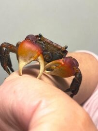 美味しそうに「かぼちゃ」を食べるカニ　ほのぼのとした光景に「可愛い」
