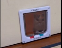 「そこ開くの知らないのかな...」飼い主さんが猫ちゃんのために作った小窓がかわいい「こっちに来るの？こないの？」