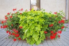 【寄せ植えガーデニング】ゼラニウムの寄せ植え「美しさが引き立つ」おすすめの植物＆寄せ植えのポイント