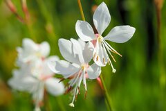 寒冷地の庭に「植えてよかった」暑さ・寒さに強く植えっぱなしOK！毎年長く花が咲く多年草4選