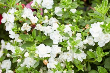 ガーデニング】新緑に映える！ホワイトの花が美しい多年草＆一年草