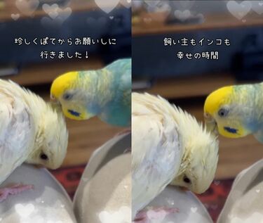 全国送料無料ギフト 仲良しインコ】「ぜひおねがいします！」友達インコに 人形