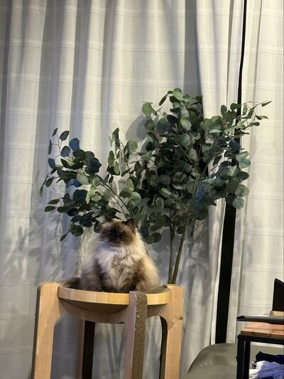 観葉植物の前でお行儀よくお座り