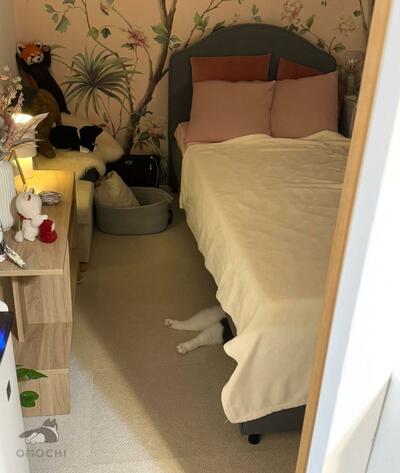 ご飯を食べていた猫ちゃん、次に見た姿は…