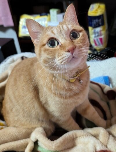 本当は美形のぷりんちゃん