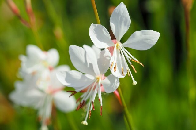 寒冷地の庭に「植えてよかった」暑さ・寒さに強く植えっぱなしOK！毎年長く花が咲く多年草4選