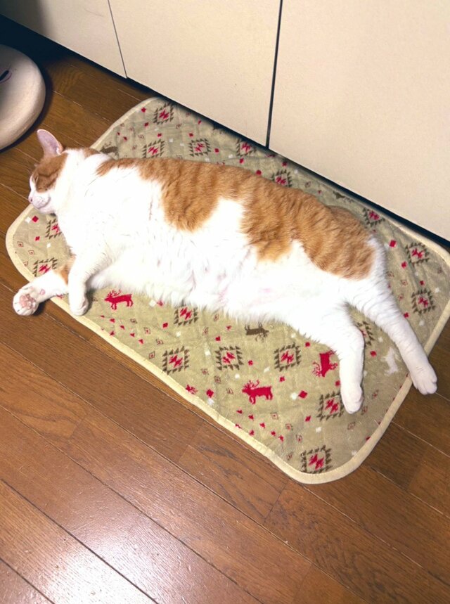 【1万いいね】キャットタワーに“ギリ収まる猫”が話題！意外な光景に思わず目を疑う