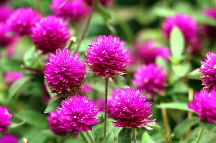 センニチコウの花が咲いている。色は鮮やかなピンク。