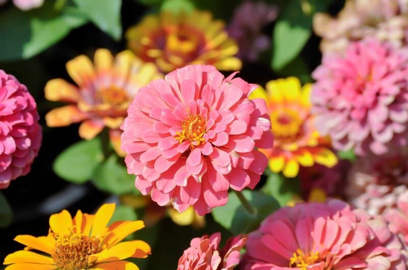 【センスのいい夏の寄せ植え】主役は初夏～晩秋ずっと咲くジニア！相性抜群の暑さに強い植物6選