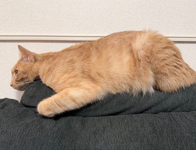 「これ何の卵？」綺麗に丸まって熟睡する茶トラ猫の愛らしい姿に注目