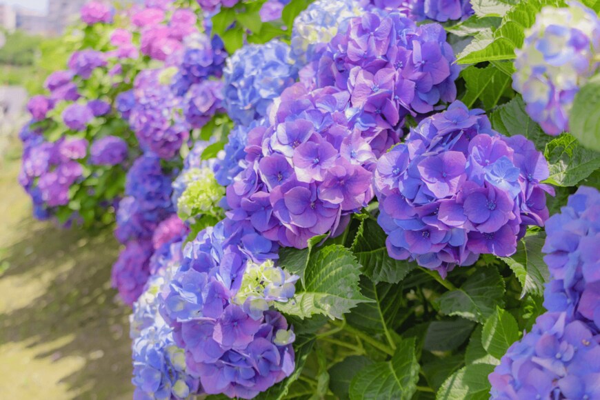 Princess_Anmitsu/shutterstock.com