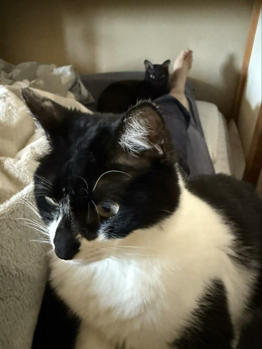 3匹の猫に囲まれる朝　思わず欠勤したくなる光景に反響