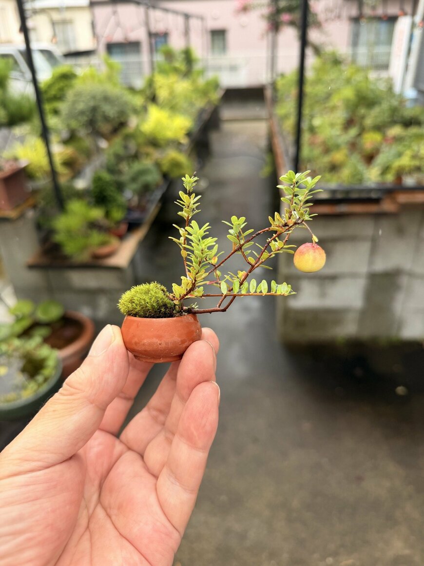 「手のひらより小さい鉢」に植えたクランベリー　見事に実がなった光景が「かわいい」