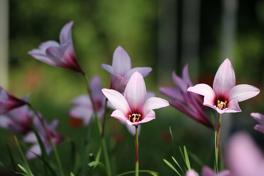 Sasako1445/Shutterstock.com