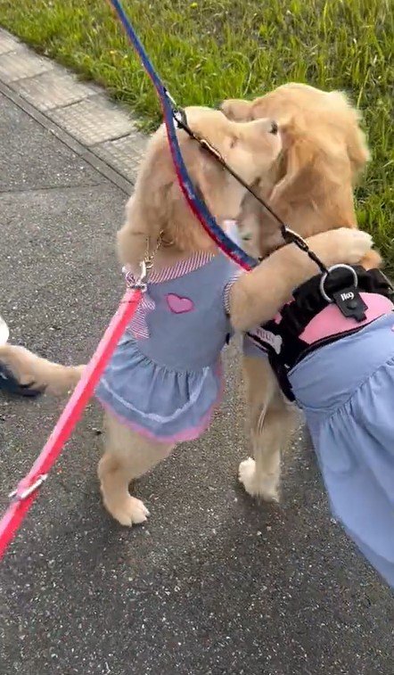 出所：@pu_channeldesu