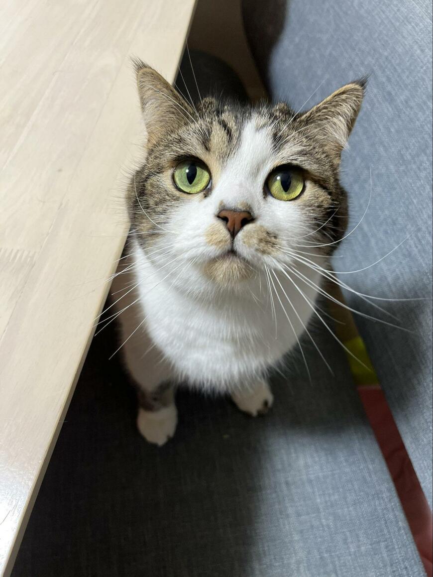 出所：@torotolo106106