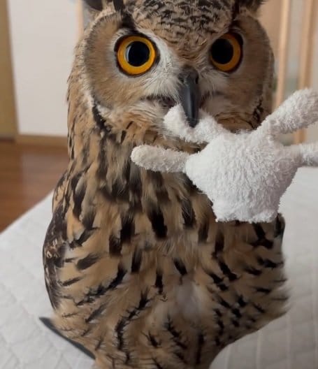 出所：@miracle_meg