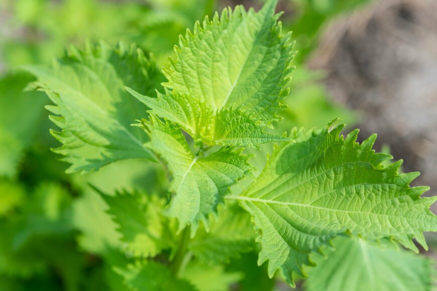 kai keisuke/Shutterstock.com