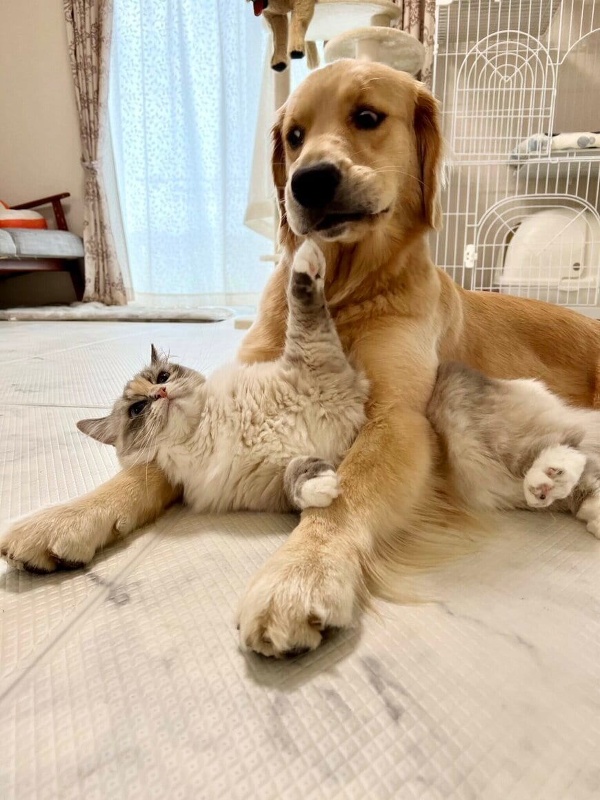 出所：@pu_channeldesu