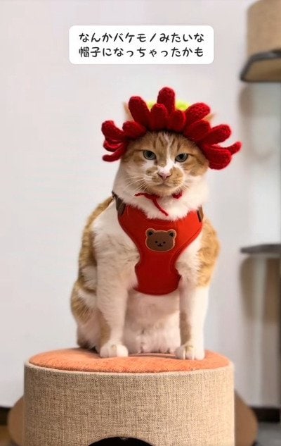 出所：＠monburan_sanpo