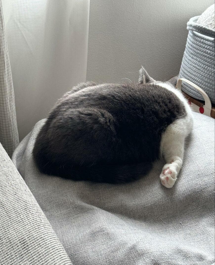 出所：@omochiomoching