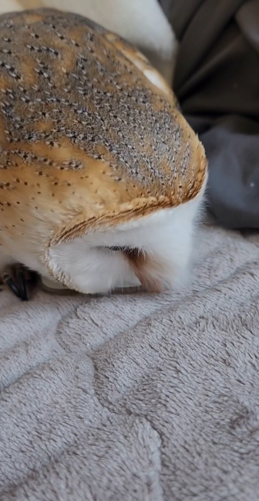 出所：@miki4wan108