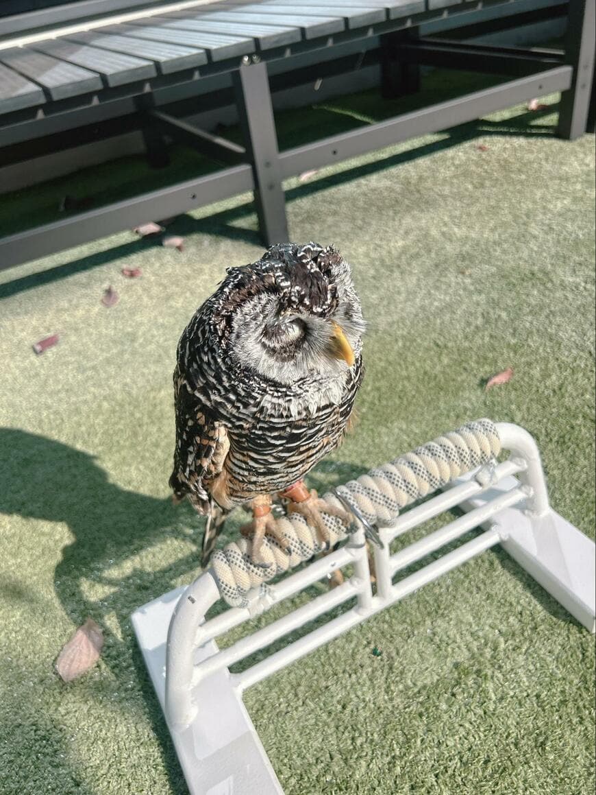 出所：@kanata_akas