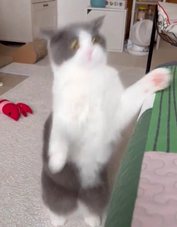 出所：@omochiomoching