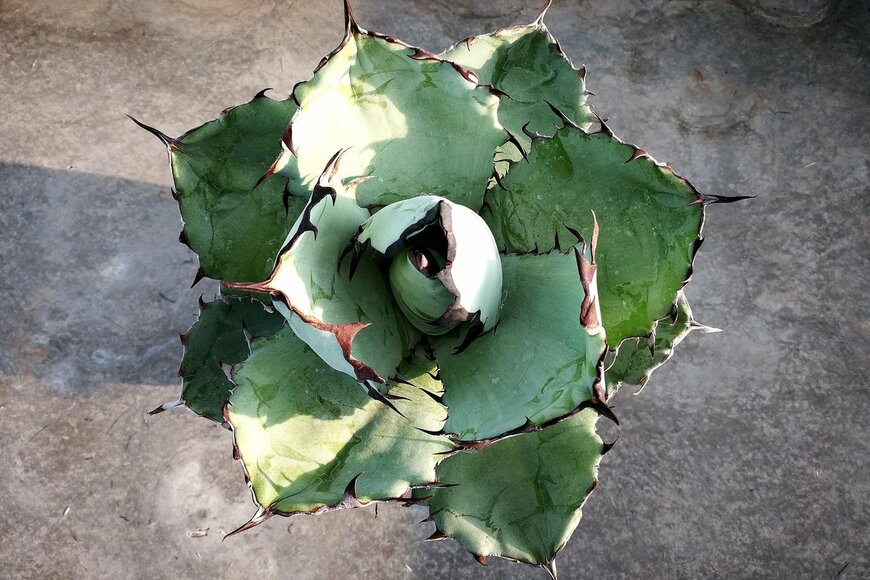 Phiphop Iamrunwan/shutterstock.com